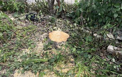 square pear.jpg